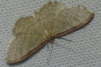 Idaea humiliata