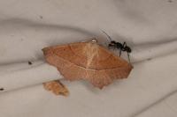 Gerinia honoraria