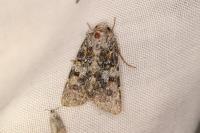 Hadena luteocincta