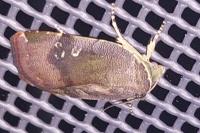 Noctua janthe
