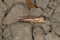 Catoptria corsicellus