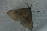 Hypena proboscidalis