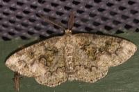 Cleorodes lichenaria