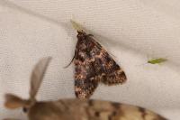 Aglossa caprealis