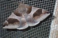 Dysgonia algira