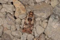 Epilecta linogrisea