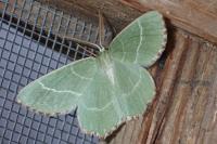 Thalera fimbrialis