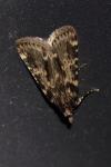 Aglossa caprealis