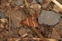 Stemmatophora combustalis