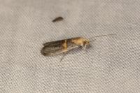 Oxybia transversella