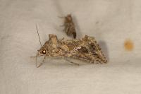 Trichoplusia ni