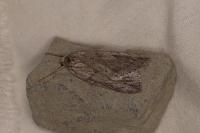 Pachycnemia hippocastanaria sardocorsica