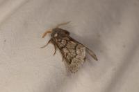 Thaumetopoea pityocampa