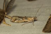 Asalebria florella
