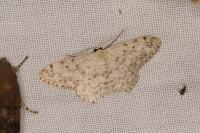 Scopula marginepunctata