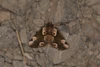 Thyatira batis