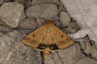 Helicoverpa armigera