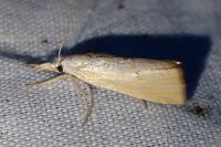 Xanthocrambus saxonellus