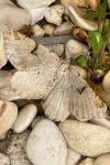 Macaria wauaria
