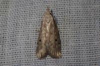Aphomia sociella
