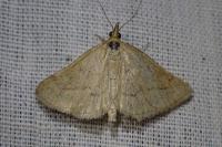 Psammotis pulveralis