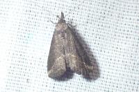 Schrankia costaestrigalis