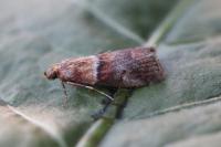 Acrobasis repandana