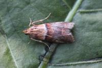 Acrobasis repandana