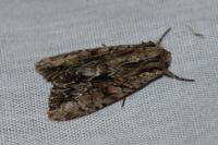 Apamea monoglypha monoglypha