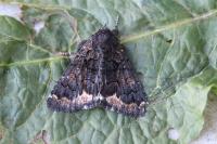Catephia alchymista