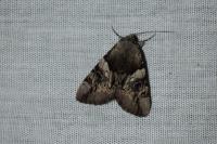 Catocala fulminea