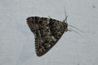 Catocala promissa