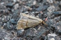 Chrysocrambus linetella