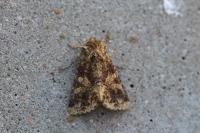 Conisania luteago olbiena