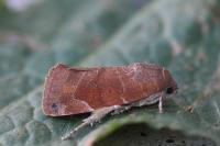 Cosmia affinis