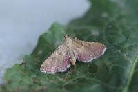 Endotricha flammealis