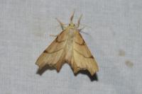 Ennomos erosaria