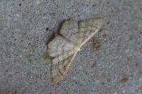 Idaea aversata