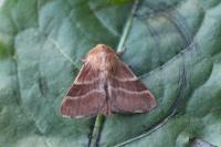 Malacosoma neustria