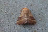 Malacosoma neustria