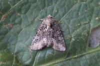 Oligia