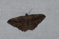 Philereme transversata
