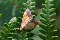 Evergestis limbata
