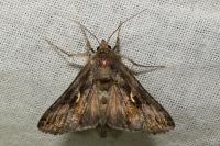 Autographa gamma