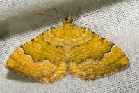Camptogramma bilineata