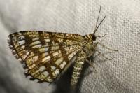 Chiasmia clathrata
