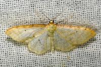 Idaea humiliata