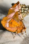Selenia tetralunaria