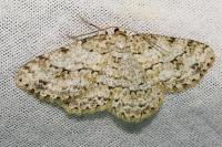 Ectropis crepuscularia