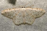 Scopula marginepunctata
